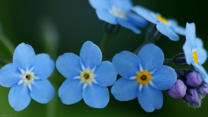 forget me not